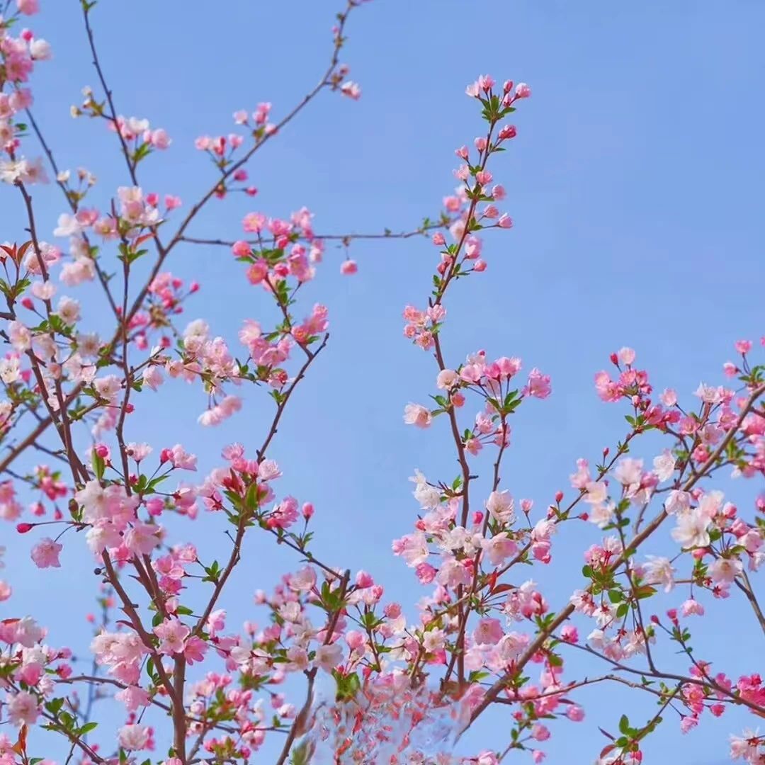 拾光剪影 定格春天的绚烂